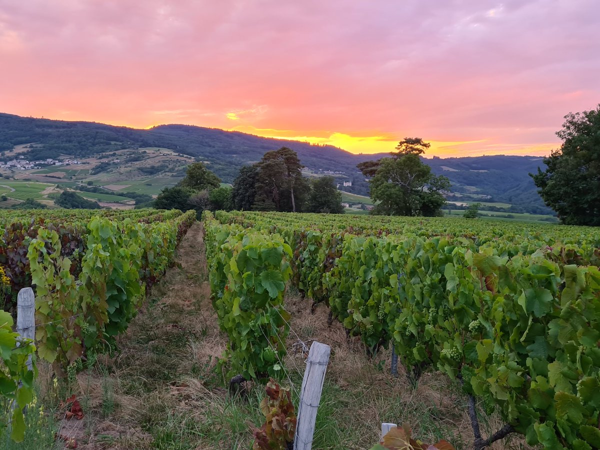 nchuzeville's tweet photo. Soirée en #beaujolais 🙂
Colors of #beaujolais 😀
Pourquoi se demander si les vins du #Beaujolais sont bons?
Venez nous voir!
Venez vous faire surprendre!
On vous attend!
#convivialite https://t.co/w6wsyZV73O