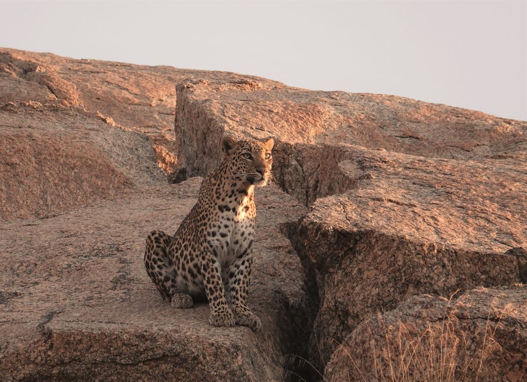 Sometimes, we all like to be the star of the show #leopard #bigcats #Superstar #Sony #wildlifephotography #indiatravel #rajasthan #AStarIsBorn