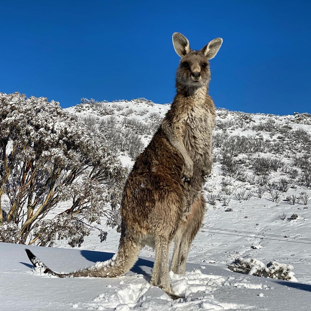 Who’s up for some crisp alpine air and fresh powder in the #SnowyMountainsNSW? ❄️

IG/alex.motyka spotted a #kangaroo enjoying a delightful #bluebird day in @NewSouthWales' #KosciuszkoNationalPark just five hours drive from @sydney_sider.

#seeaustralia #NewSouthWales #LoveNSW