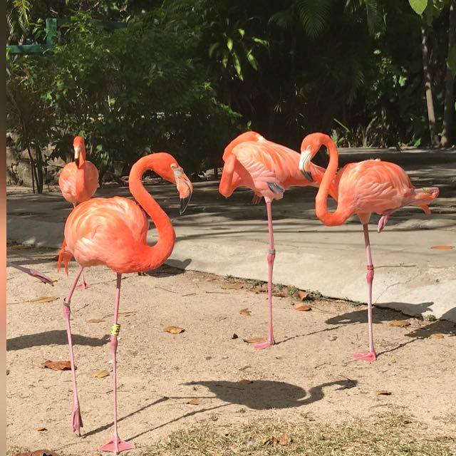 bahamasrealty's tweet photo. Its still a beautiful world out there! https://t.co/1oXrGqOqyd