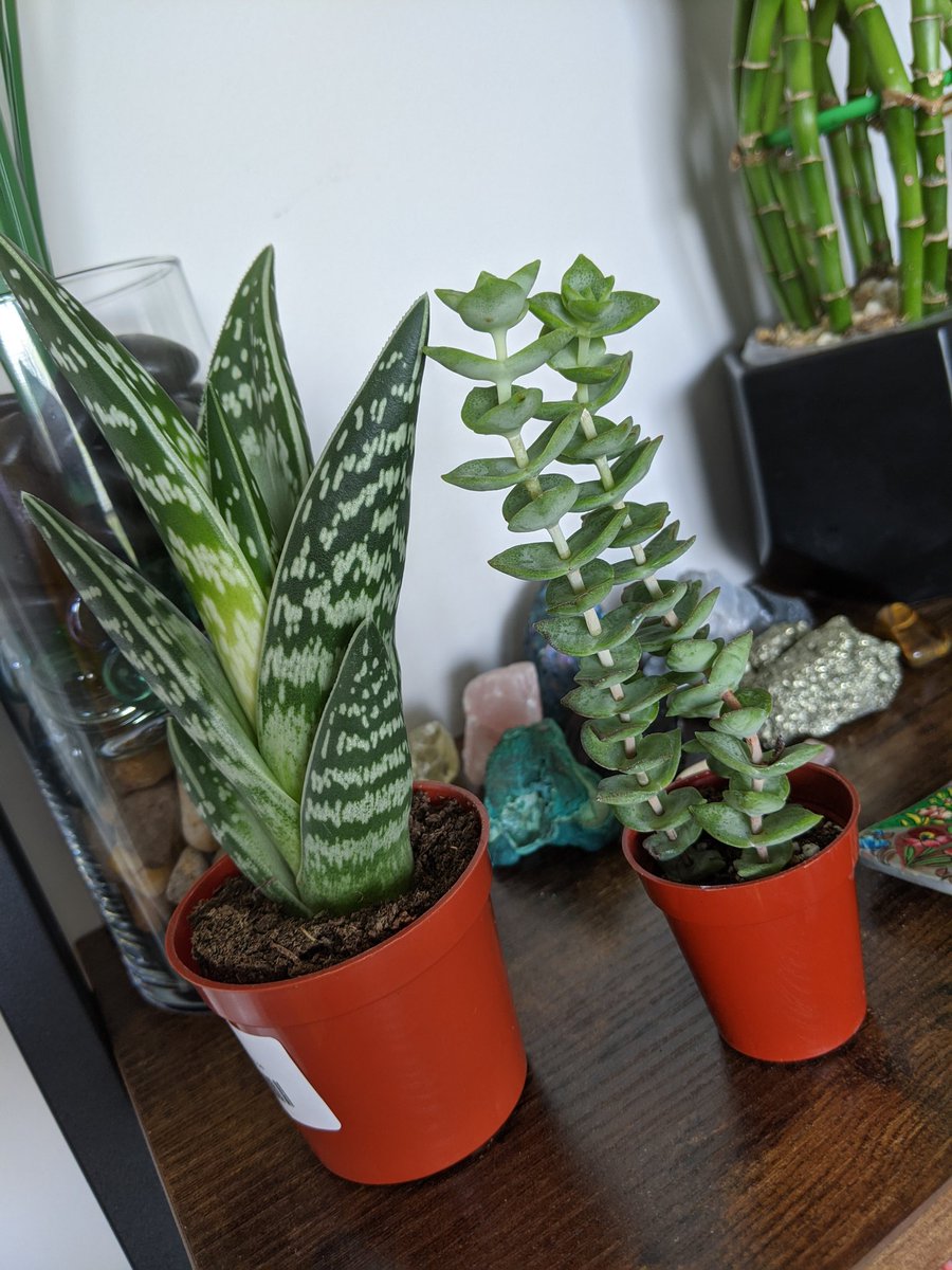 indy500__'s tweet photo. New friends ππ±
#hedgehogaloe #burritoburrostail #hoyahindurope #dragonfingers #pheasantbreastaloe #stringofbuttons https://t.co/tSLFVlR8E9