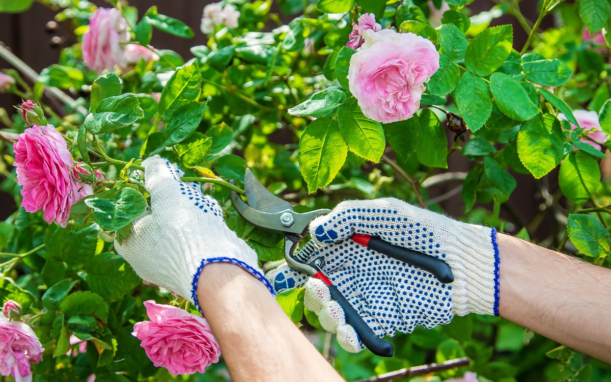LonePineBooks's tweet photo. Running out of yardwork? No, we didn’t think so. But if you’re looking for another project, now is the time to start pruning your shrubs that are done flowering. By getting it done early, you’ll stimulate a lot more growth for next year! #GardeningTips https://t.co/RoLgDmj56Y