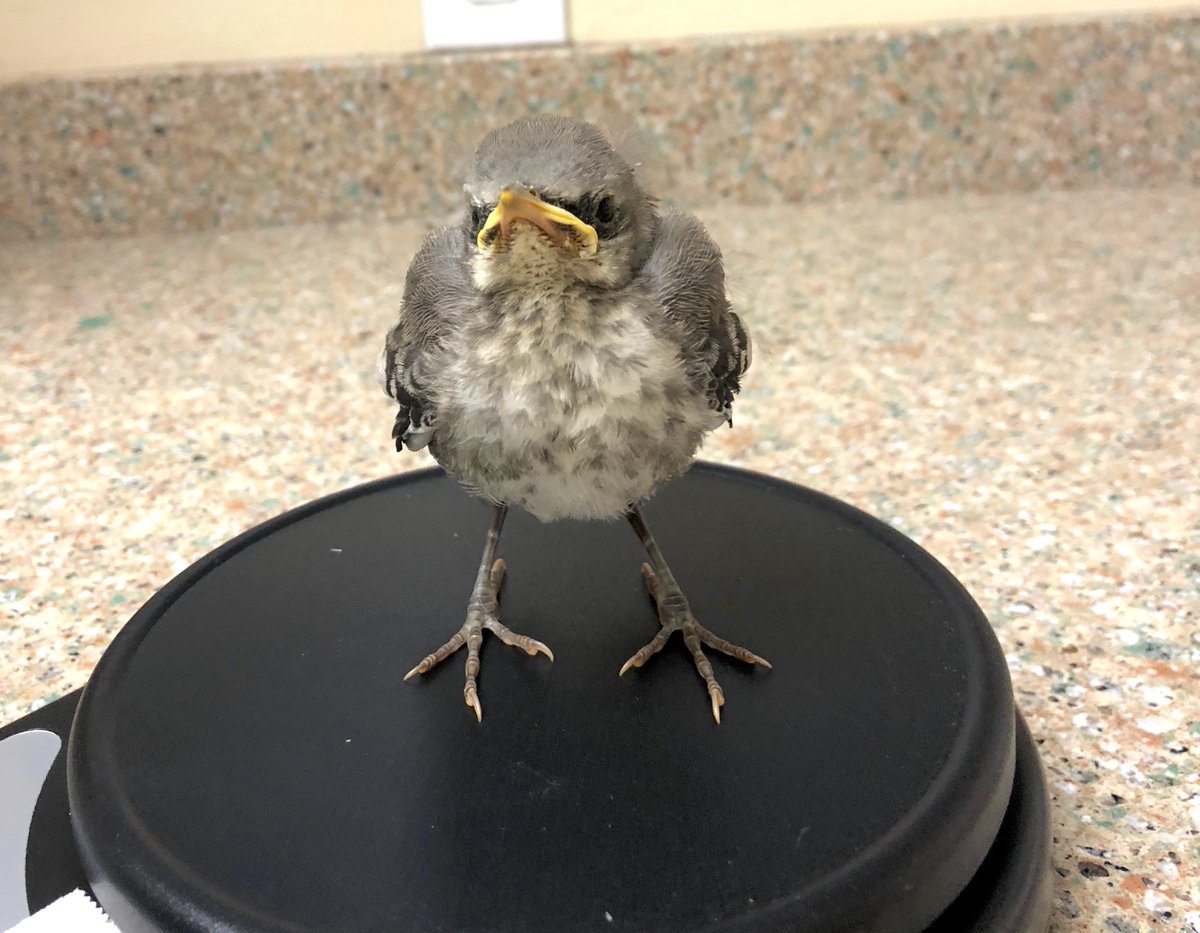 SAY AHHH! This grumpy little bird is a northern mockingbird and the 3,500th patient admitted the #CROWClinic this year. It is a healthy fledgling which means it is in the process of learning to fly.