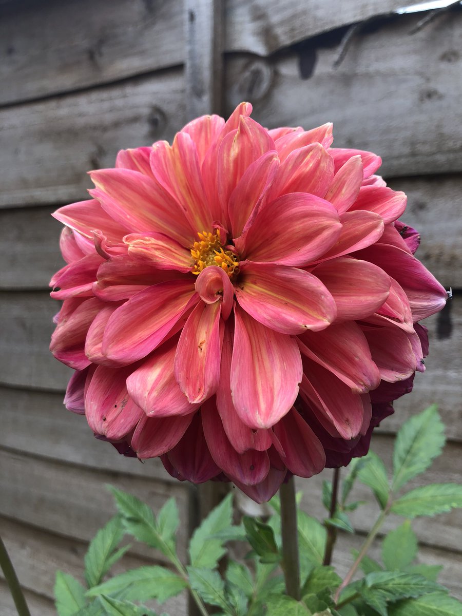 Fran (@frangrowsfood) on Twitter photo <a href="/GardensHour/">GardensHour</a> Good evening! I’ve finally made it on time! The phone alarm worked 😉
One of my favourites- and a source of confusion! These are somehow from the same plant? #GardensHour #DahliaLove <a href="/GardensHour/">GardensHour</a> Good evening! I’ve finally made it on time! The phone alarm worked 😉
One of my favourites- and a source of confusion! These are somehow from the same plant? #GardensHour #DahliaLove