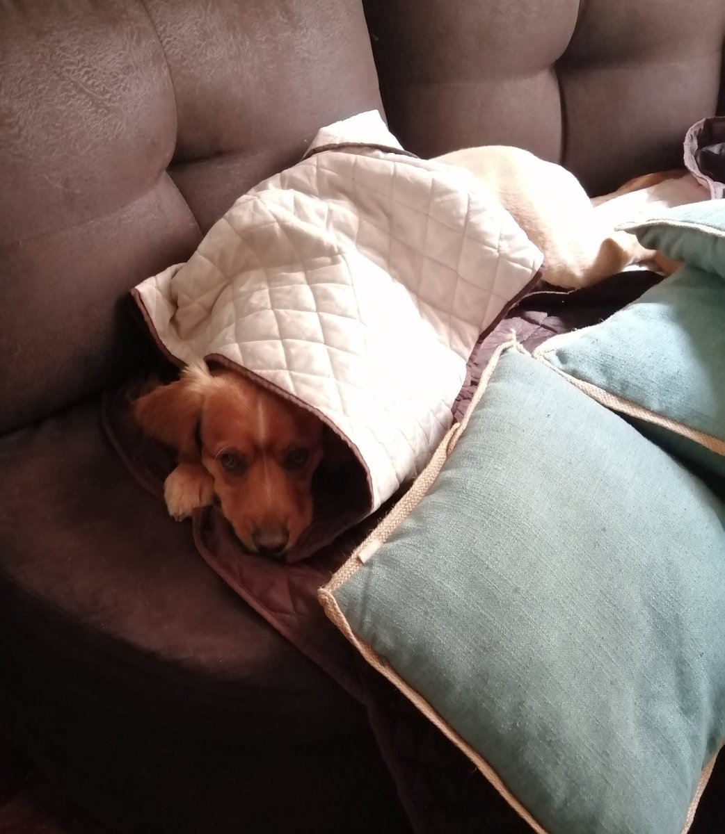Aby_di's tweet photo. @CanessaLakita Jajaja siempre haciendo cosas!!
Mira a nuestro bb🥰.. https://t.co/hHUrkymtOT