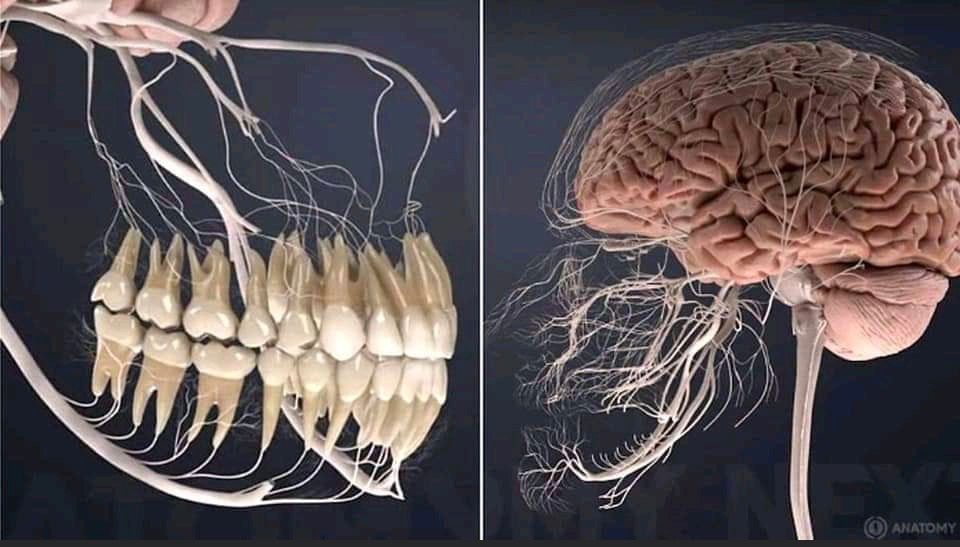 revistaoctl's tweet photo. Los nervios de los dientes 🦷 explican porque es tan fuerte un dolor de muelas! | #biología #ciencia https://t.co/EdejeRwMLi