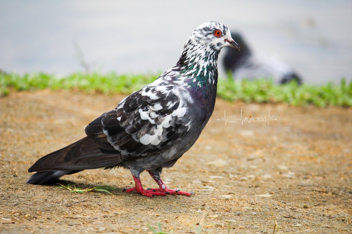 ManojsSekar's tweet photo. SERIES - Some variety of PIGEONS🕊️ from my archives❤️#MJclicks📸
.
#photography #photographer #birds #birdphotography #twitterphotography
.
For more pics - https://t.co/iVP04jAmzR
.
(1/2) https://t.co/DCAXUAqiUL