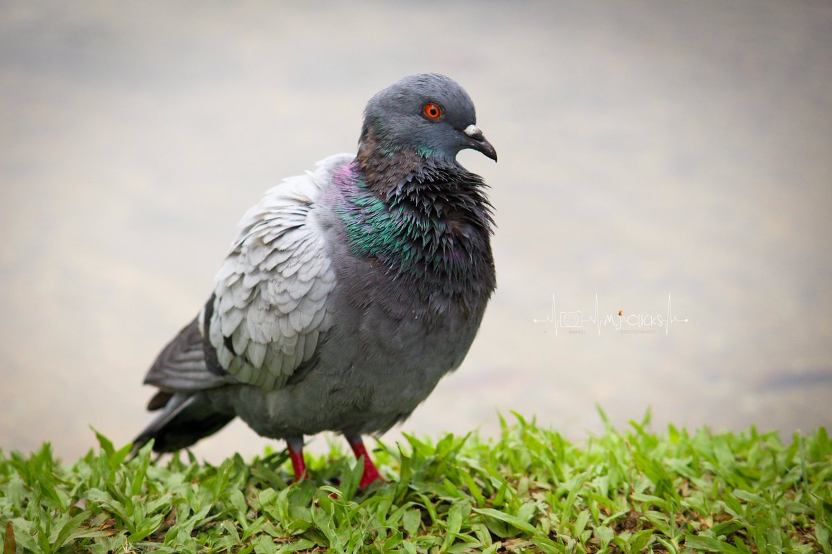 ManojsSekar's tweet photo. SERIES - Some variety of PIGEONS🕊️ from my archives❤️#MJclicks📸
.
#photography #photographer #birds #birdphotography #twitterphotography
.
For more pics - https://t.co/iVP04jAmzR
.
(1/2) https://t.co/DCAXUAqiUL