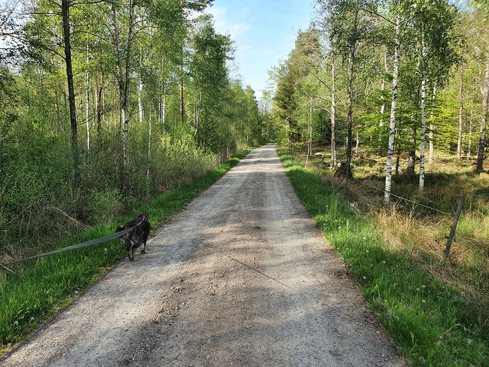 AmericanSweden's tweet photo. Lovely summer photos shared by an American located in northern Skåne. Thank you for sharing :)

We love to share photos of Sweden! Send us your photos and where you are located and we will share them. https://t.co/fLKyDLBygS