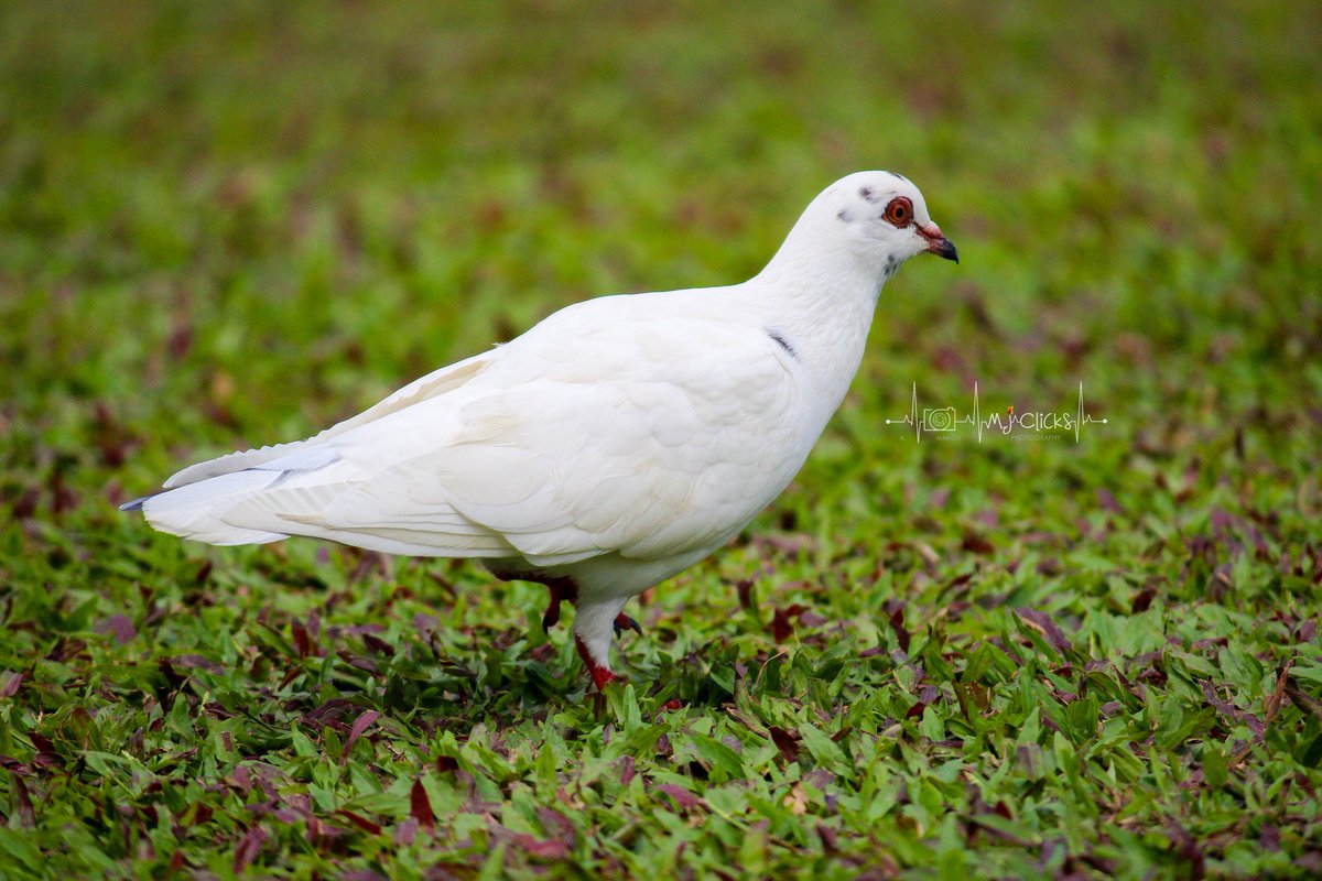 ManojsSekar's tweet photo. SERIES - Some variety of PIGEONS🕊️ from my archives❤️#MJclicks📸
.
#photography #photographer #birds #birdphotography #twitterphotography
.
For more pics - https://t.co/iVP04jAmzR
.
(1/2) https://t.co/DCAXUAqiUL