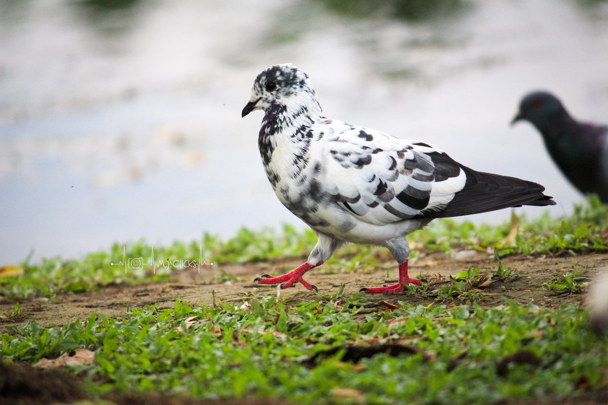ManojsSekar's tweet photo. SERIES - Some variety of PIGEONS🕊️ from my archives❤️#MJclicks📸
.
#photography #photographer #birds #birdphotography #twitterphotography
.
For more pics - https://t.co/iVP04jAmzR
.
(1/2) https://t.co/DCAXUAqiUL