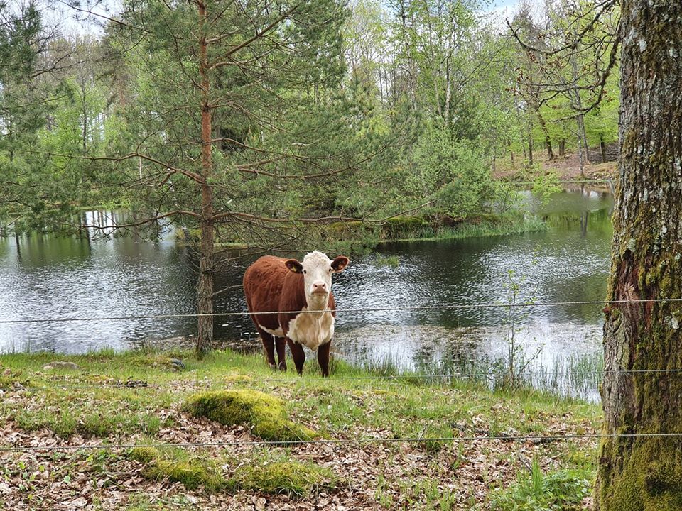 AmericanSweden's tweet photo. Lovely summer photos shared by an American located in northern Skåne. Thank you for sharing :)

We love to share photos of Sweden! Send us your photos and where you are located and we will share them. https://t.co/fLKyDLBygS