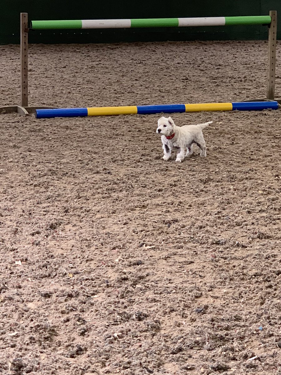 Scamps In charge of the jump section of the saddle fitting today #yorkshire  #saddlefitting #saddle #jump #cheekydog #scamp