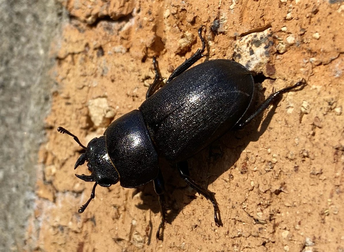 bernoid's tweet photo. Spotted this stunning Lesser Stag Beetle on the wall outside my house earlier. Haven’t seen one in ages. Lovely. #Dorcusparallelipipedus #lesserstagbeetle #beetle #lookingatbugs https://t.co/TgeeWEi9pJ