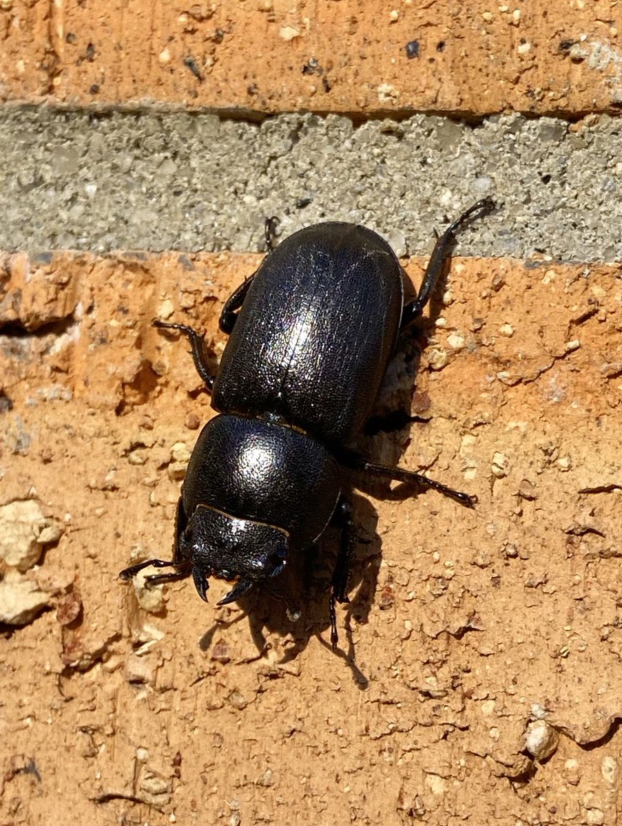 bernoid's tweet photo. Spotted this stunning Lesser Stag Beetle on the wall outside my house earlier. Haven’t seen one in ages. Lovely. #Dorcusparallelipipedus #lesserstagbeetle #beetle #lookingatbugs https://t.co/TgeeWEi9pJ