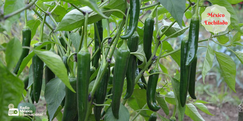 rmiimer's tweet photo. #MéxicoEnchilado🌶️ | 17 h
Conocido por su facilidad para deshebrarse y hacer diversos guisados con sus rajas el chile #Chilaca es uno de los más consumidos, primordialmente en la zona centro del país, Chihuahua, Jalisco y Nayarit.
Escucha la cápsula en #RMI📻 https://t.co/MDV4ZdTNL4