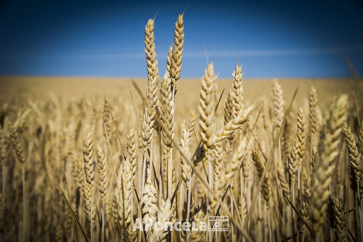 APoncela tweet media