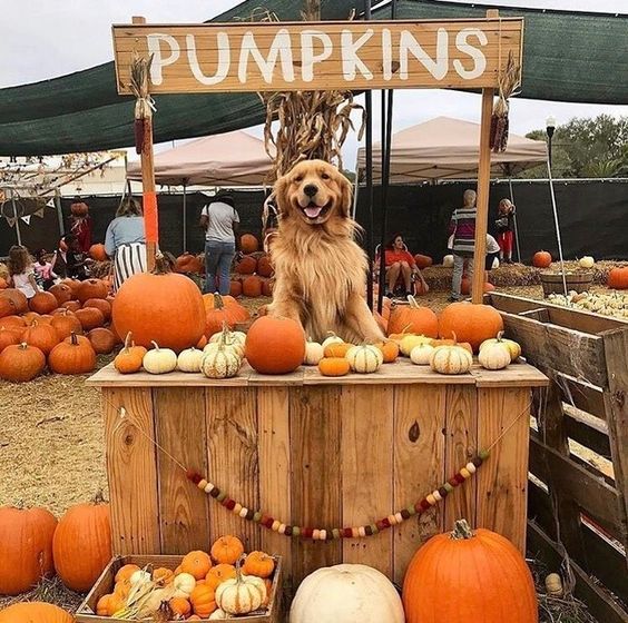 coffee_n_mtns's tweet photo. Raise your hand if you're ready for fall 🍂🎃🕷 https://t.co/taDAGBaqmB