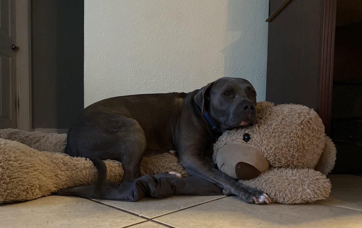 theBluecifer's tweet photo. This is my teddy
There are many Teddys like it
But this one is mine
... you can tell by the smell 😬

#bullydoglove #teddybear #blucifer https://t.co/S2w0a8I7Rr