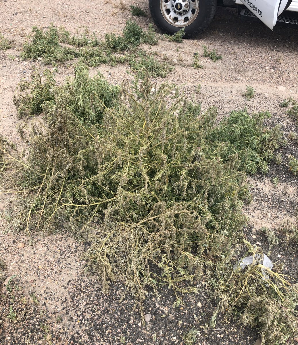 Very promising results of #AntaresPro taking down late season Kochia - tough weed to kill after June 15th!  Good to find another weapon to fight back with!  #TrustHelena