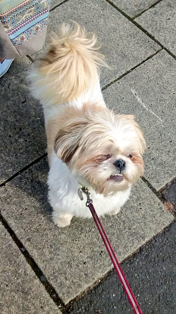 natalievaness15's tweet photo. Me woz finkin did dat doggy walkin by me jus look at me funny 😒 #TallulahGivesGoodStinkeye https://t.co/2rWB0V3Q9G