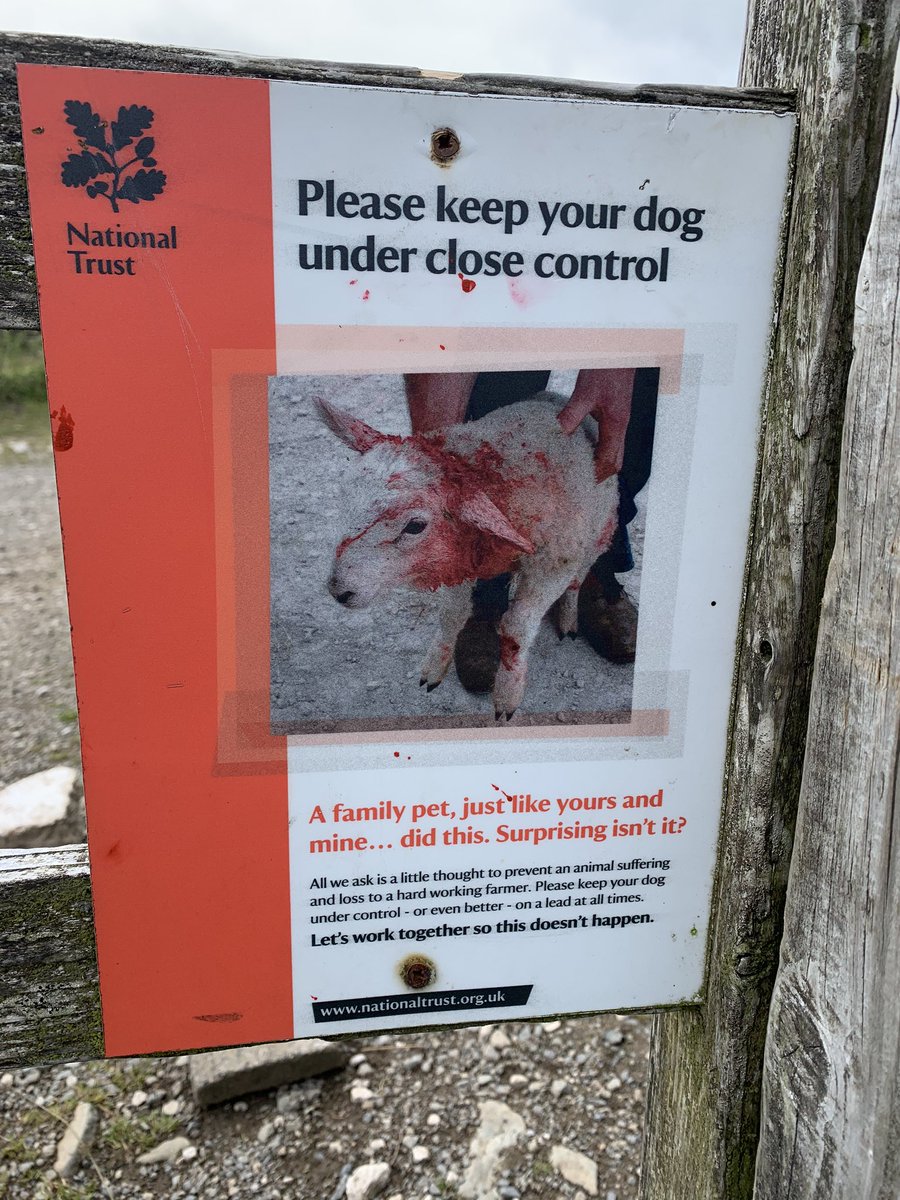 Three sheep have been killed or maimed on our fell in the past month by pet dogs let loose by owners that think their dog wouldn’t hurt a fly 

It gets to the point where you despair of people - put your F dog on a lead