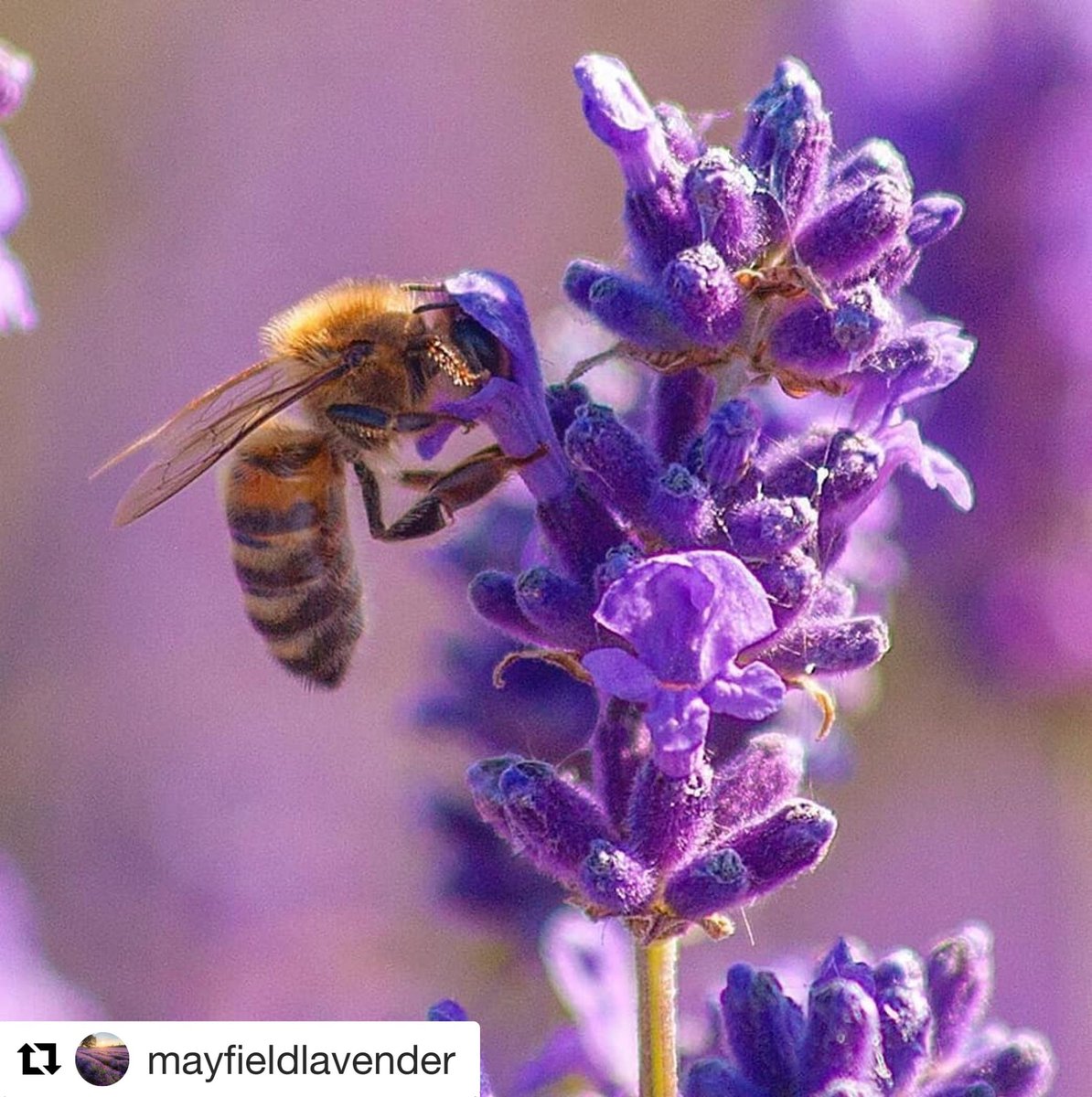OilsandYou's tweet photo. Bees love an organic lavender farm! ๐๐๐๐๐๐
Mayfield Lavender is a beautiful space for wildlife & for a wild perfumery workshop!
https://t.co/rQqb2dAiFP
#savethebees #aromatherapyworkshop #plant2perfume @whatsoninsurrey @LavenderSurrey https://t.co/c8T0Ek6mHW
