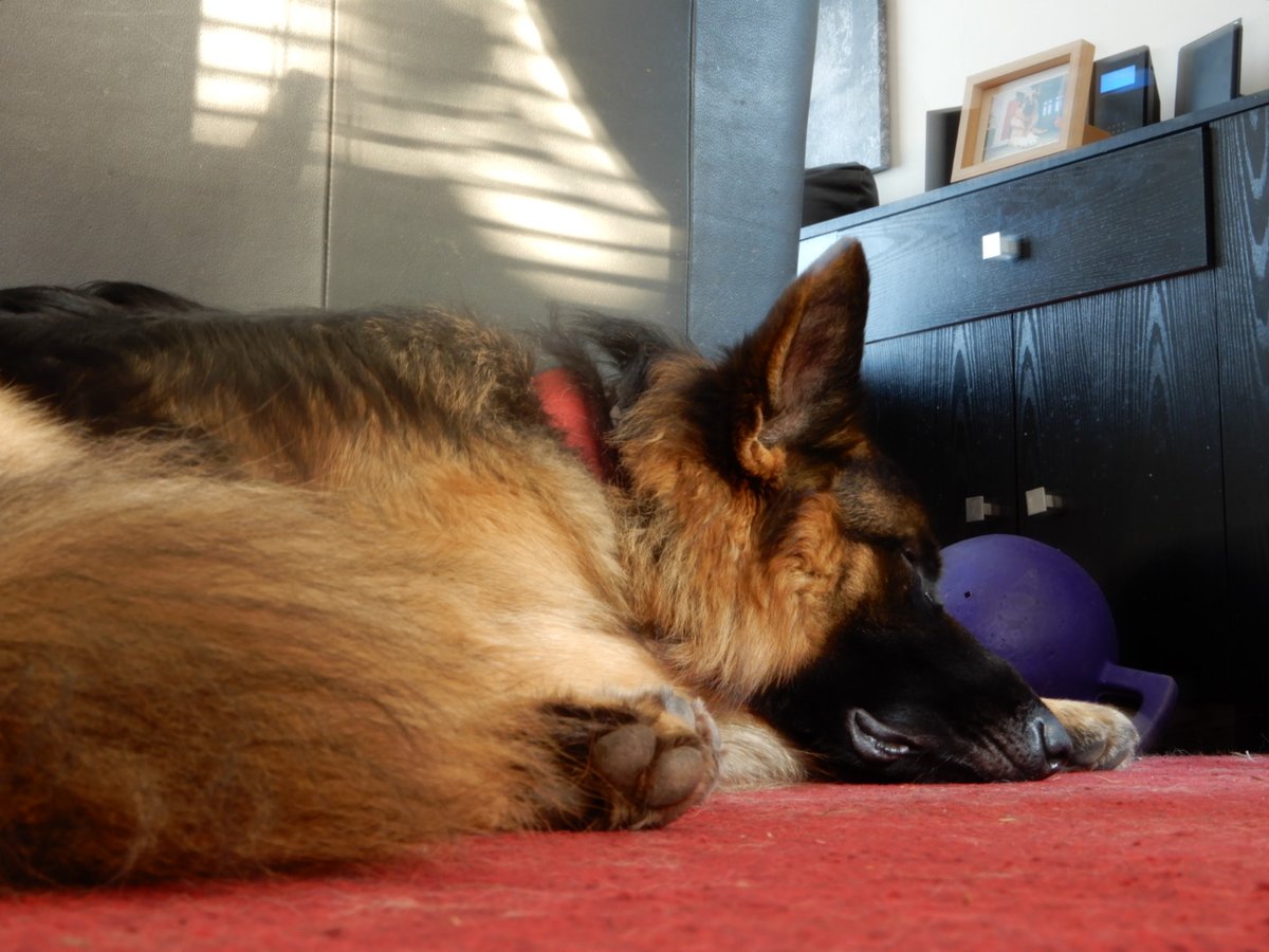 SolartheGSD's tweet photo. Love a sun puddle, light from my namesake. https://t.co/8qxGbkW06X