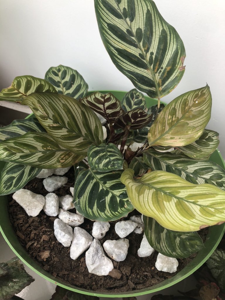 Que tiene mi cathalea?😩le aplique fertilizante, la riego 2 veces a la semana! Y las hojas q están naciendo son verde claro <a href="/wonder_m_r/">Armando Maravilla - Wonder</a>