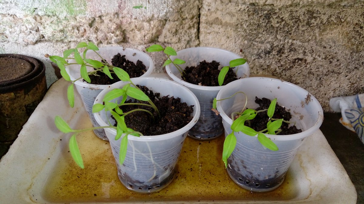 Asi van nuestras Planticas de Tomate y Ajo Chino Germinando #VolvamosAlCampo @ZaidAlvarez7 @v_artemisaDiosa @dcabellor @frankburundanga  #SemanaRadicalPorLaSalud #SembrarEsVida