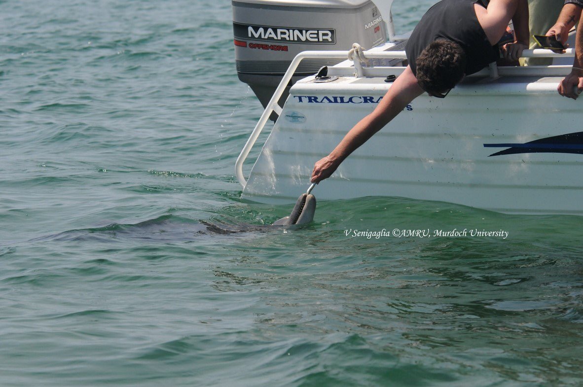 MMRP Uni of Hawaii (@mmrp_uh) on Twitter photo New paper in Tourism in Marine Environments by <a href="/VSenigaglia/">valeria senigaglia</a> & <a href="/lbejder/">Lars Bejder</a> entitled: Pregnancy cravings: visitation at a food-provisioning site is driven by the reproductive status of bottlenose dolphins. Available at: bit.ly/39eRDtz & on our blog tinyurl.com/yyjkhy5h New paper in Tourism in Marine Environments by <a href="/VSenigaglia/">valeria senigaglia</a> & <a href="/lbejder/">Lars Bejder</a> entitled: Pregnancy cravings: visitation at a food-provisioning site is driven by the reproductive status of bottlenose dolphins. Available at: bit.ly/39eRDtz & on our blog tinyurl.com/yyjkhy5h