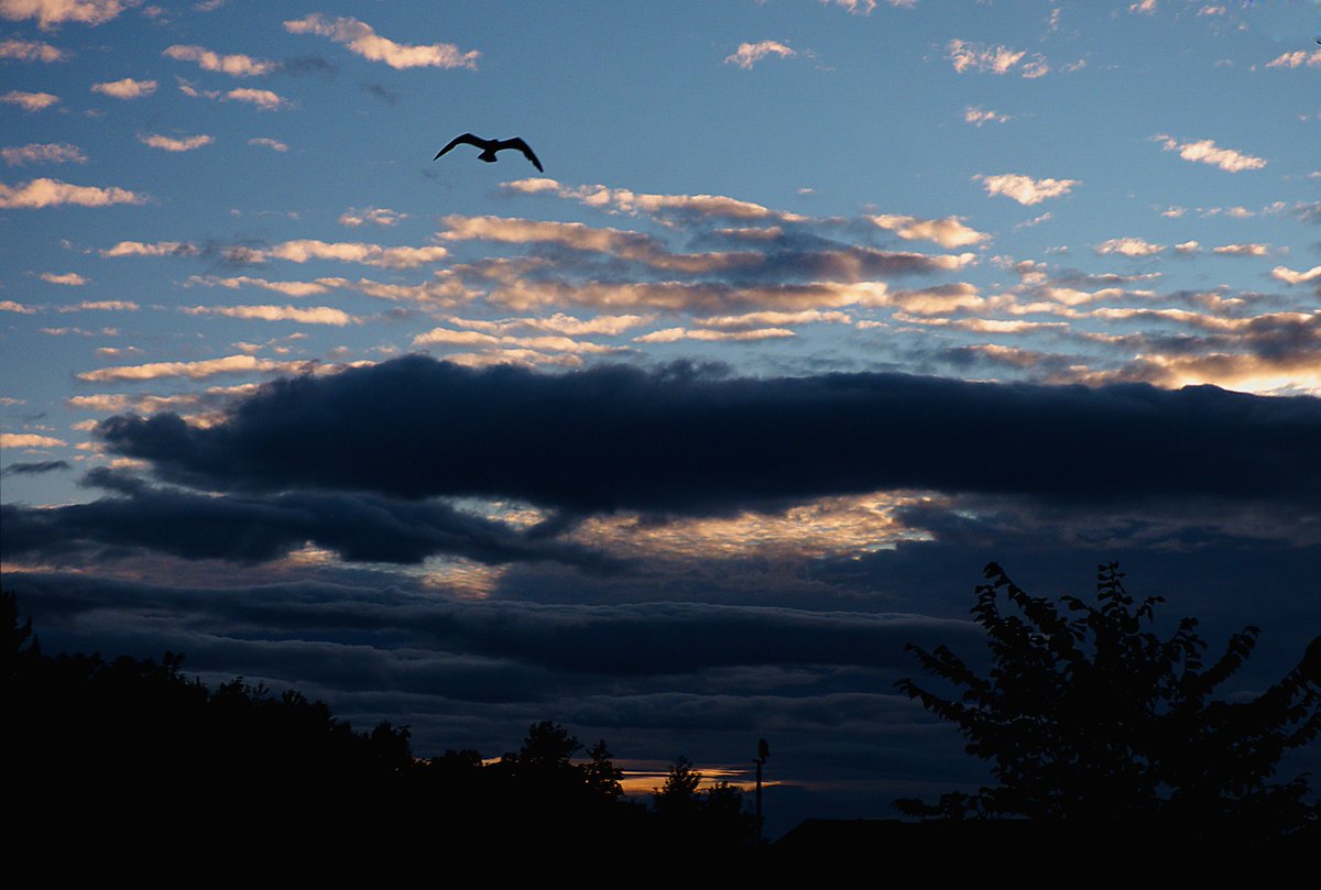 ccbigcam's tweet photo. Sunset tonight
Not much colour tonight, but some interesting clouds and a seagull
#Sunsets #FromMyWindow
#LockdownPhase3 #LockdownSunsets
@StormHour @LensAreLive
@ThePhotoHour
#WeatheringWithYou #WeatherWatchers https://t.co/vIMK6JKbKe