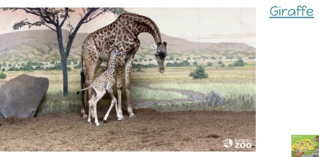 MsTaitsClass's tweet photo. Campers have expressed a great interest in animals over the last 2 weeks. So tmr we’re going to take a little trip to the #TorontoZoo to see #BabyLongLegs Amani!! 🦒 #HDSBSummerLearningPrograms #HDSBstillconnected #HDSB @TSomerville2205 @Hawthorne_PS https://t.co/4oXEA8l37R