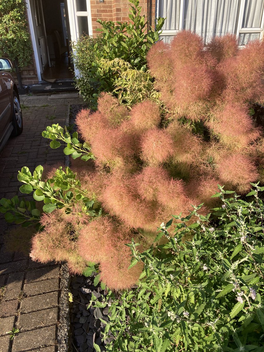 WorldNannys's tweet photo. This Continus Young Lady is busting at the seems. When’s the best time to cut it back? #gardenshour #continus #nannysgardenworld https://t.co/6Ff9wcdEO3