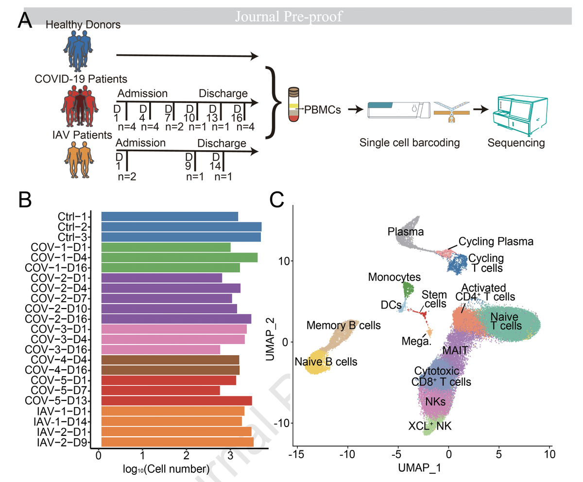 EricTopol's tweet photo. An atlas of the white cell immune response to #SARSCoV2 mapped by single-cell RNA-seq, with comparison to influenza, newly published @ImmunityCP @CellPressNews https://t.co/in5VnUrUpv https://t.co/ceKueQjNIF