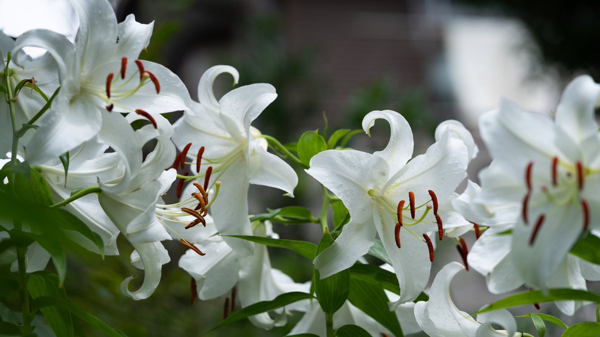 Takao カサブランカ カサブランカ が咲いていました 1970年代にオランダで作出された品種です 日本のユリ カノコユリ ヤマユリ タモトユリなど を交配して作られました 白く大きな花はユリの女王と呼ばれています 花言葉は 祝福