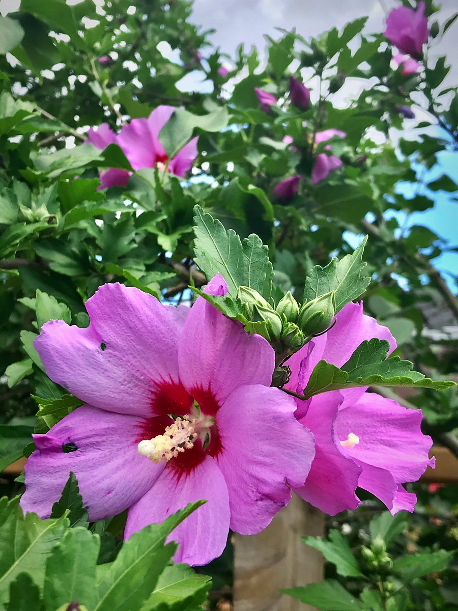 TheLastLinda's tweet photo. Thank you to our #backyard neighbours for their gorgeous #RoseOfSharon #hibiscustree, parts of which hang over our back fence. Beautiful.
#flowers #hibiscus #feelingtropical https://t.co/YtiZxSHsdT
