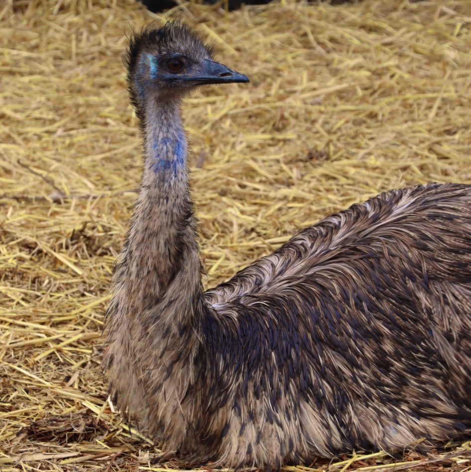 Farmily_buckets's tweet photo. Nothing better than chilling out on a Monday evening, even when youโre an emu.
#caenhillcc #emu #farmemu #farmanimals #mondayevening #mondayisover https://t.co/YFRMmKvG0f