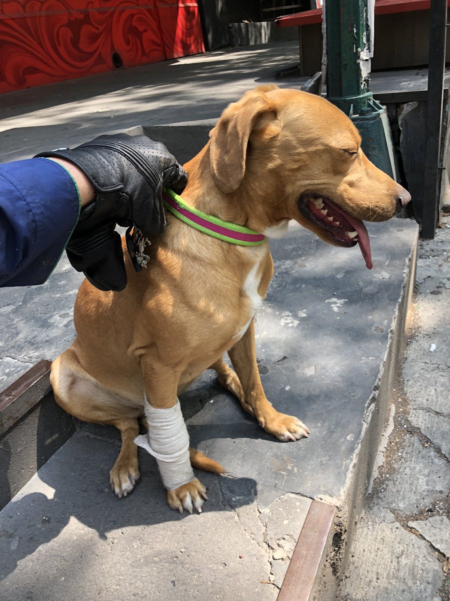 Acabo de agarrar a este muchacho que se le escapo a su dueña en la condesa, ayúdenme a encontrarla