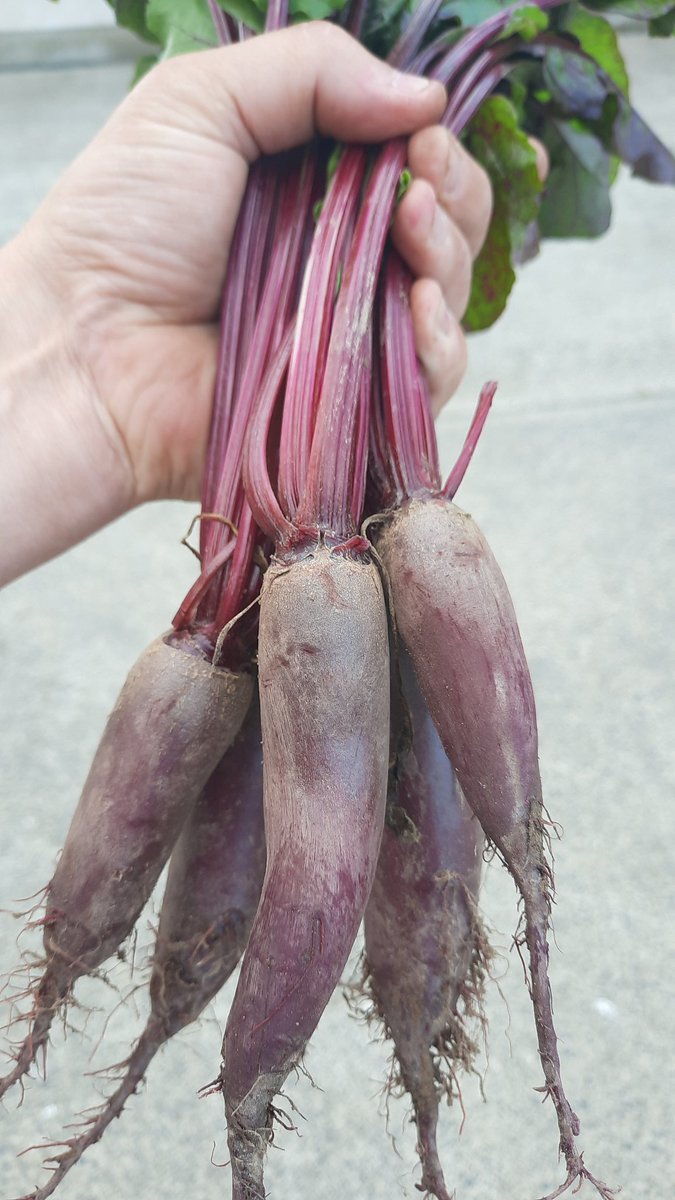 Mooncoin Beetroot tweet media