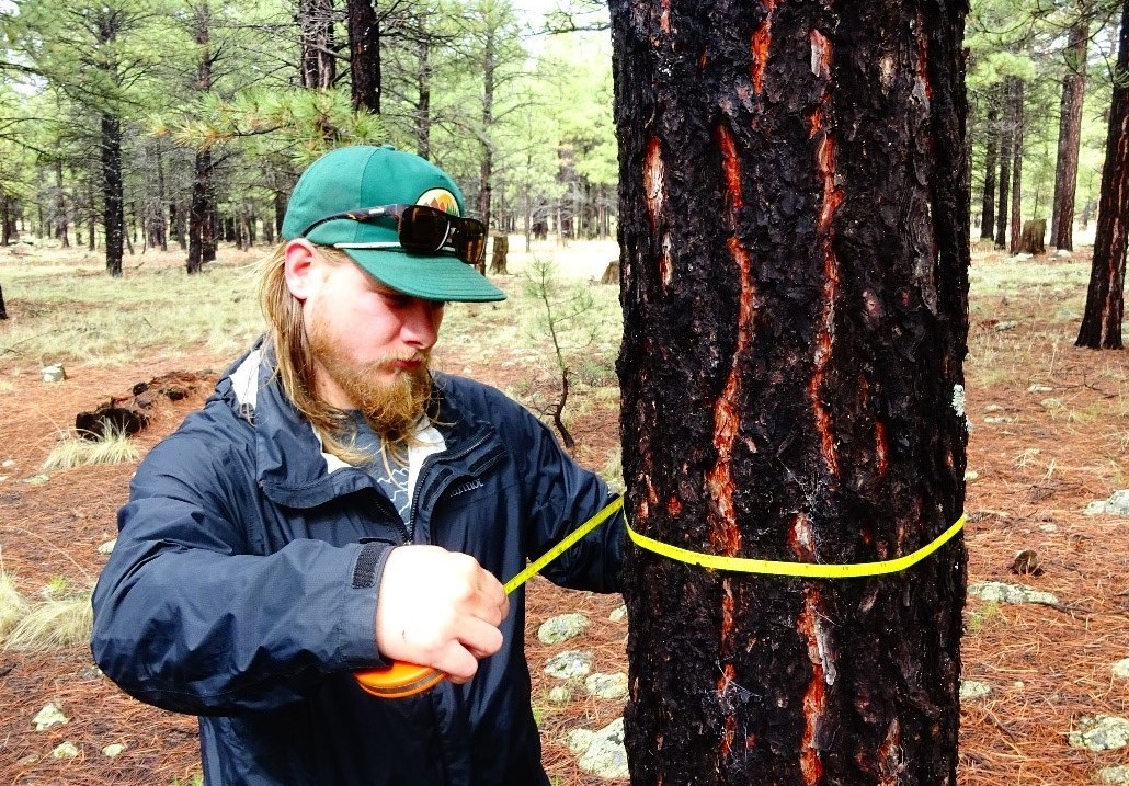 usfs_rmrs's tweet image. How do treatments that reduce forest density, like thinning, affect how trees respond to drought? The answer may depend on what kind of climate they&apos;re used to. fs.usda.gov/rmrs/science-s…