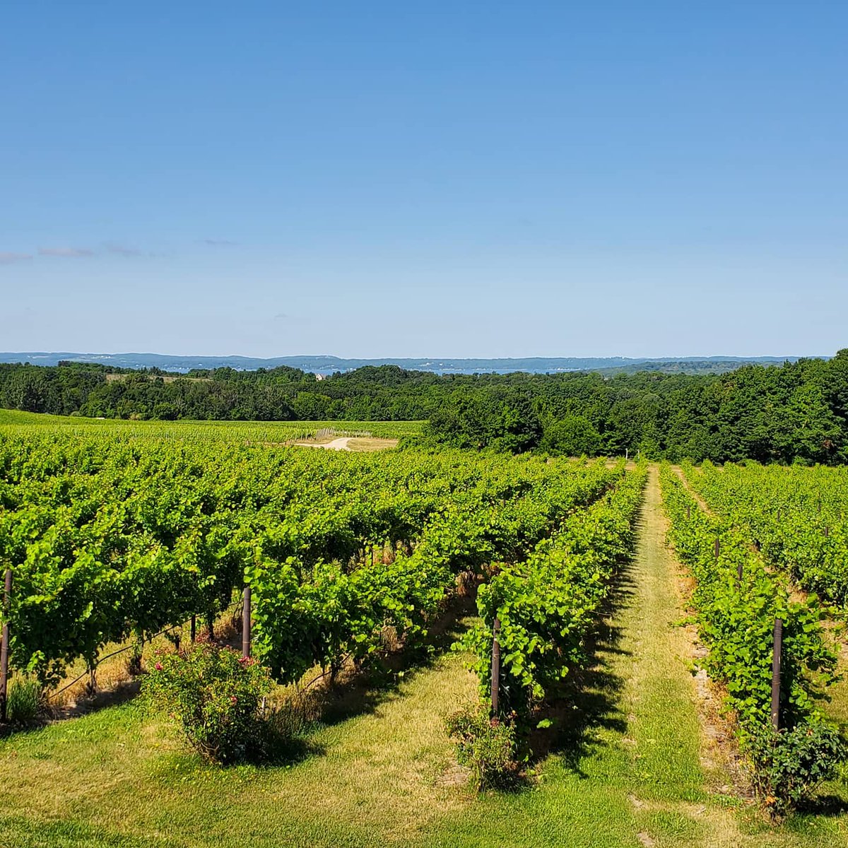 hve1's tweet photo. Wine tasting last week at the beautiful Chateau Grand Traverse on Old Mission Peninsula; all safety measures in place and a hard-working staff provided a wonderful experience &amp; a lovely dry Riesling :-) @CGTWines #Riesling #WineTasting #ChateauGrandTraverse #OldMissionPeninsula https://t.co/xpwFMcMyST