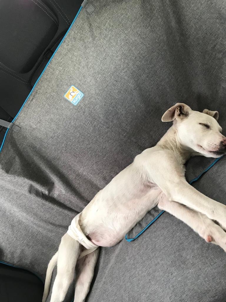 AdoptameNaucal1's tweet photo. soy Esperanza logre que quien me rescato escuchara mi dolor tengo entre 4 y 6 meses seré chica mediana voy con todo mi protocolo médico completo sin pedir $, ahora sigo en la veterinaria cuando salga quiero 1 familia ayúdame!con tu RT @FansDeMiyagi @mmsoriano @UribeMerle https://t.co/obHpnHdeBw