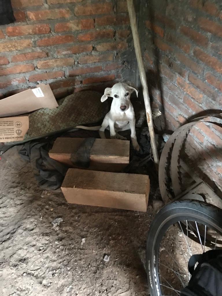 AdoptameNaucal1's tweet photo. soy Esperanza logre que quien me rescato escuchara mi dolor tengo entre 4 y 6 meses seré chica mediana voy con todo mi protocolo médico completo sin pedir $, ahora sigo en la veterinaria cuando salga quiero 1 familia ayúdame!con tu RT @FansDeMiyagi @mmsoriano @UribeMerle https://t.co/obHpnHdeBw