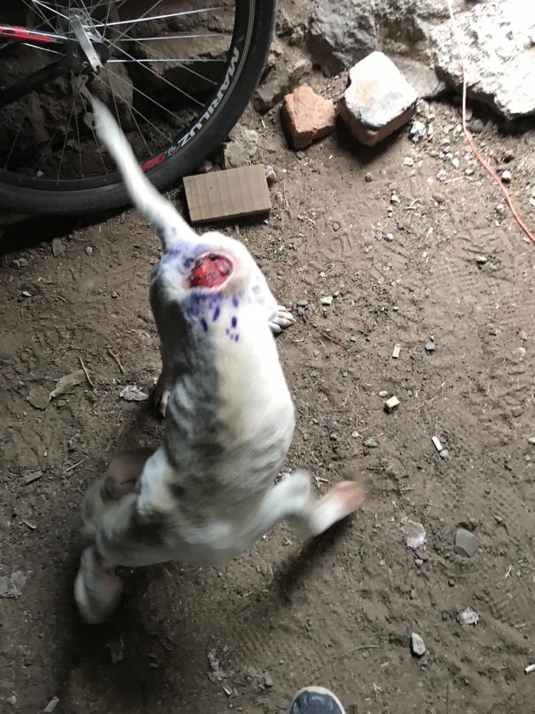 AdoptameNaucal1's tweet photo. soy Esperanza logre que quien me rescato escuchara mi dolor tengo entre 4 y 6 meses seré chica mediana voy con todo mi protocolo médico completo sin pedir $, ahora sigo en la veterinaria cuando salga quiero 1 familia ayúdame!con tu RT @FansDeMiyagi @mmsoriano @UribeMerle https://t.co/obHpnHdeBw