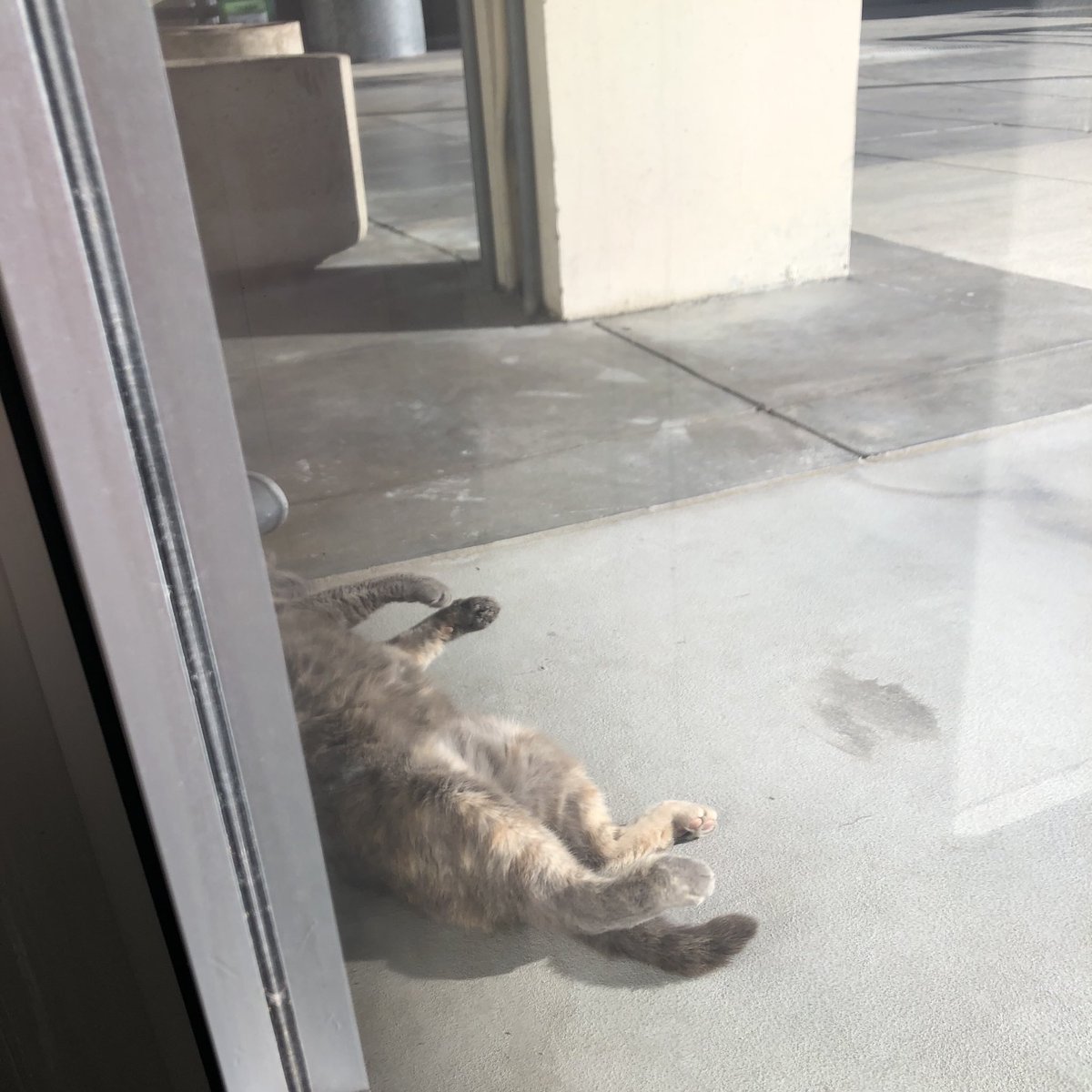 llslawlib's tweet photo. Rocki reminds us that even after the weekend we occasionally need to relaaax. #Rockithecat #campuscat #LLSlibrary https://t.co/b65EbF7q5b