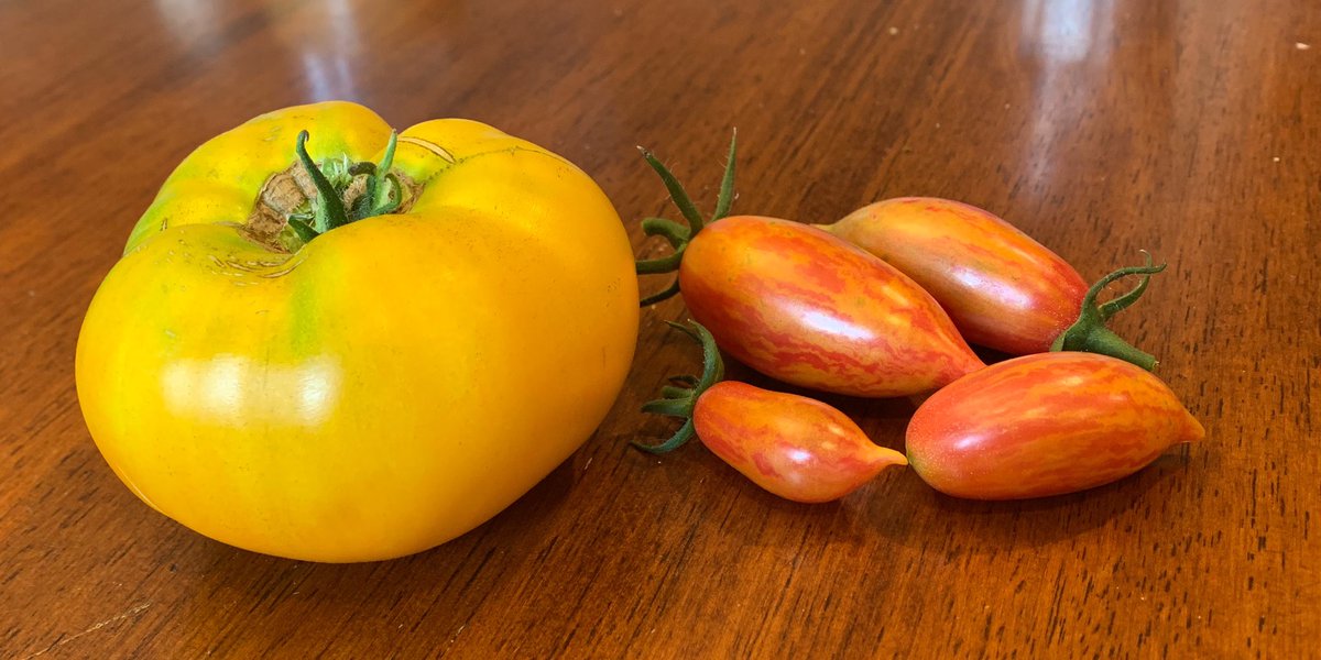 WedgesGarden's tweet photo. Tomato season has officially begun!

I’ve been seeing all these tomatoes here on Twitter and it’s about time we here up in zone 5 and further north start getting in on the action!

#Tomato 
#garden https://t.co/QqFkIvZV9a