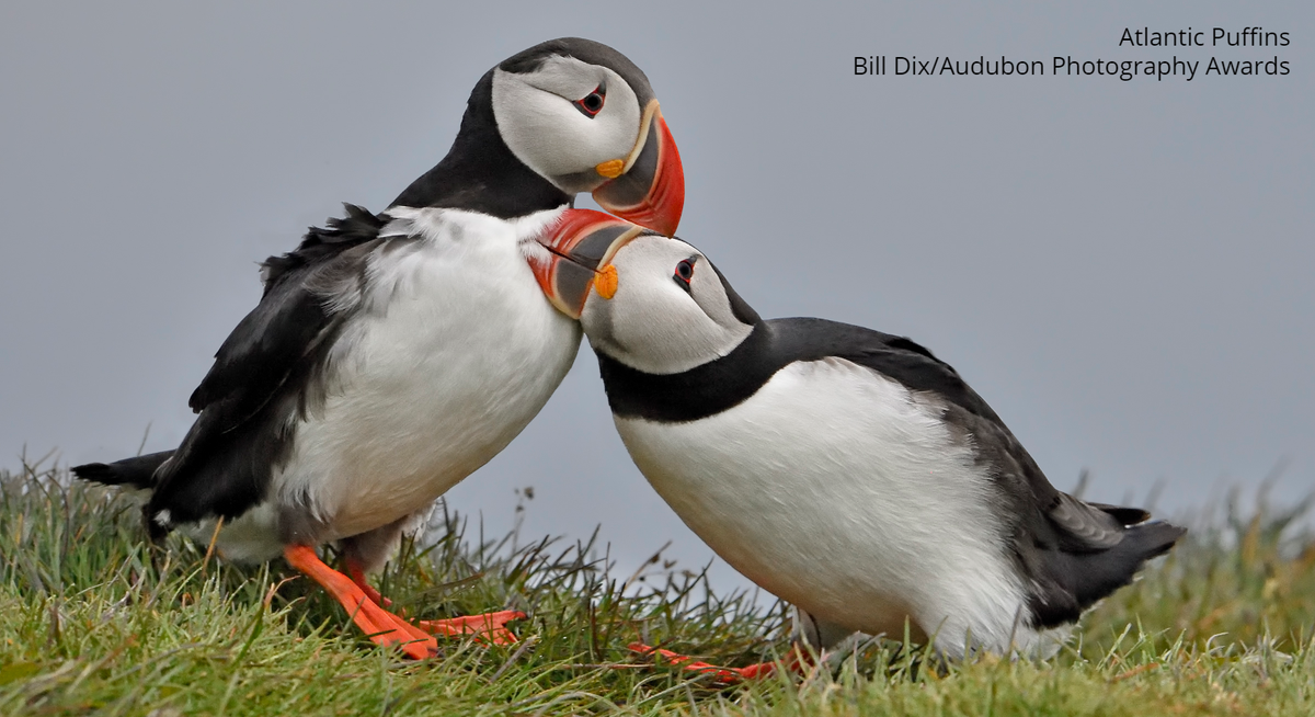 audubonsociety's tweet photo. Seabirds have declined 70% since the 1950s, but there's time to help. Join us in urging your members of Congress to support the #OceanClimateAction we need to #SaveTheSeabirds from threats like overfishing and climate change. Take action now: https://t.co/eqFxIna9jU https://t.co/zkx7FqpLeA