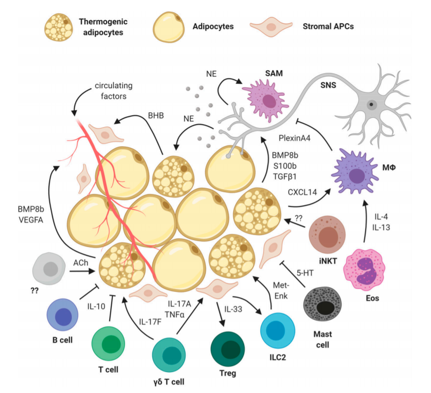 ADA Professional Publications (@ada_pubs) on Twitter photo A new review from <a href="/ajknights7/">Alexander Knights</a>, Jun Wu & <a href="/tsengyuhua/">Yu-Hua Tseng</a> highlights growing knowledge and excitement surrounding thermogenic fat. The authors focus on key cellular & molecular mediators within the thermogenic microenvironment. <a href="/JoslinDiabetes/">Joslin Diabetes Center</a> <a href="/UMLifeSciences/">UMLifeSciences</a> 
diabetes.diabetesjournals.org/lookup/doi/10.… A new review from <a href="/ajknights7/">Alexander Knights</a>, Jun Wu & <a href="/tsengyuhua/">Yu-Hua Tseng</a> highlights growing knowledge and excitement surrounding thermogenic fat. The authors focus on key cellular & molecular mediators within the thermogenic microenvironment. <a href="/JoslinDiabetes/">Joslin Diabetes Center</a> <a href="/UMLifeSciences/">UMLifeSciences</a> 
diabetes.diabetesjournals.org/lookup/doi/10.…
