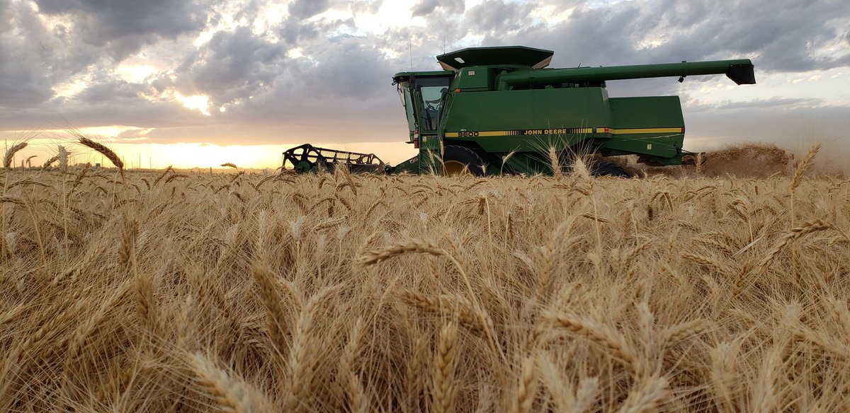 Cody Creech (@ne_drylandcrops) on Twitter photo Wheat harvest is winding down in NE. Although yields are lower than previous years, some good wheat was still found. This irrigated field near Mitchell surpassed the 130 bu mark with 11.5 pro. <a href="/NebraskaWheat/">Nebraska Wheat</a> Wheat harvest is winding down in NE. Although yields are lower than previous years, some good wheat was still found. This irrigated field near Mitchell surpassed the 130 bu mark with 11.5 pro. <a href="/NebraskaWheat/">Nebraska Wheat</a>